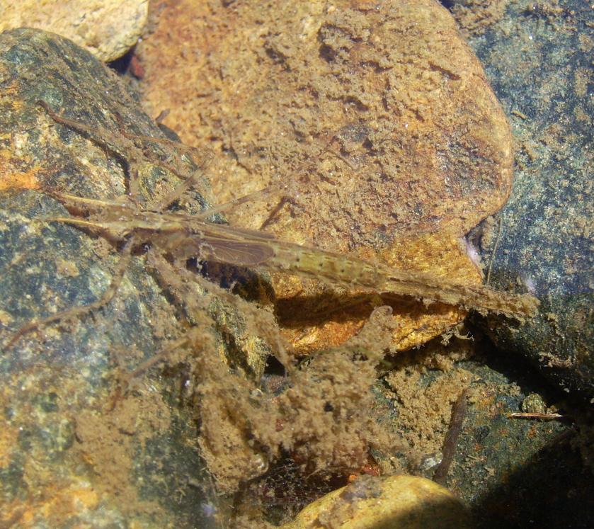 Larva di zigottero?
